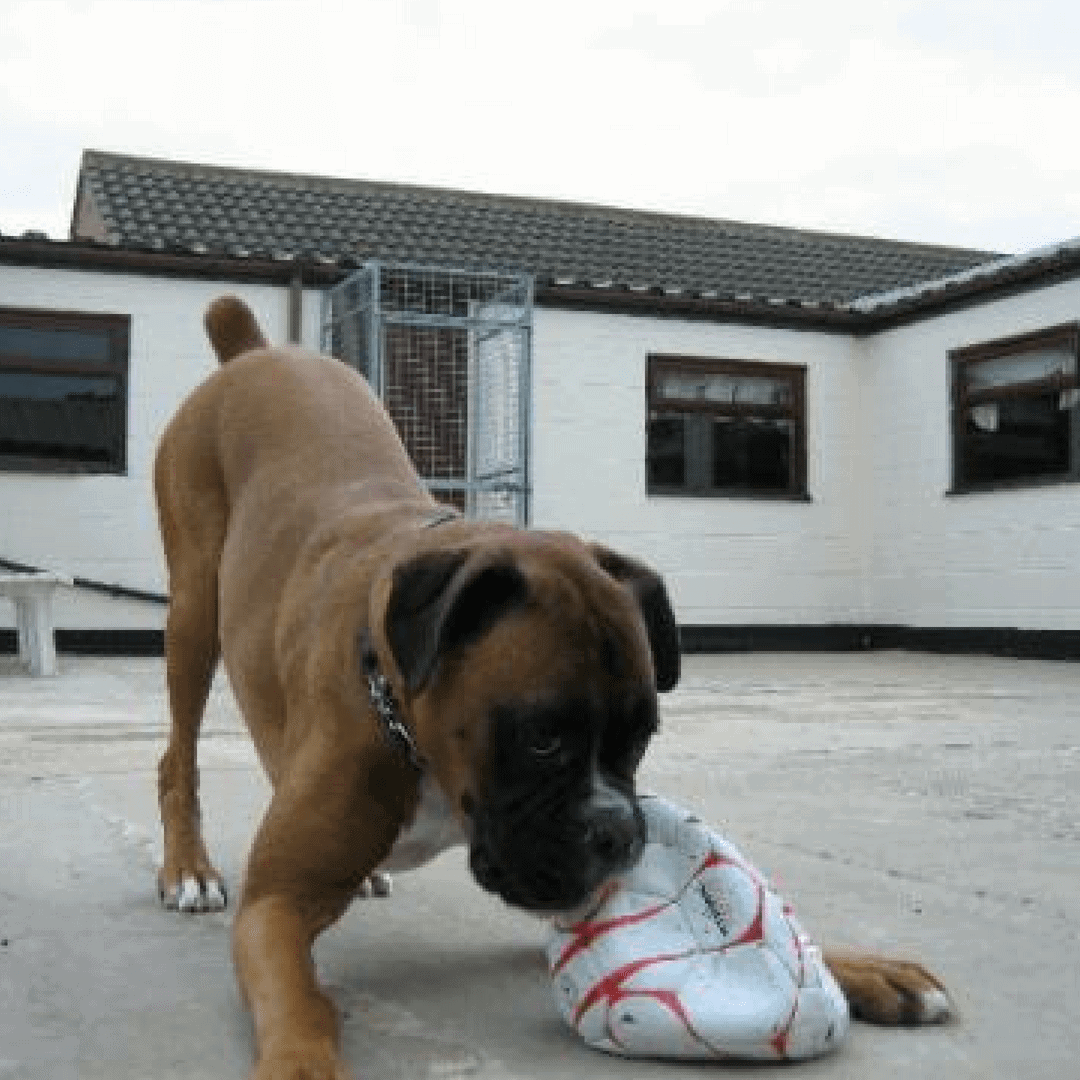 BOARDING KENNELS