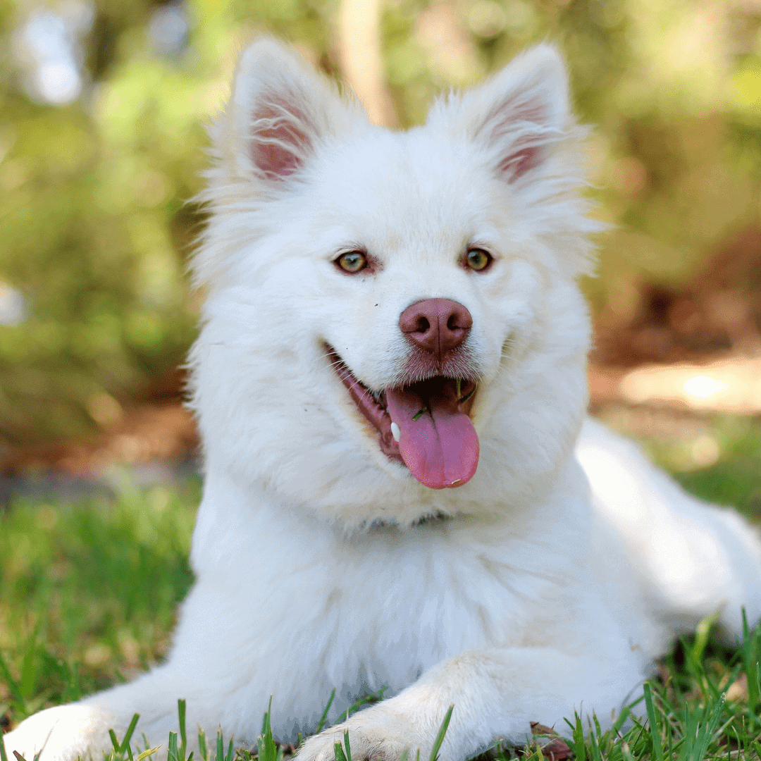 dog grooming