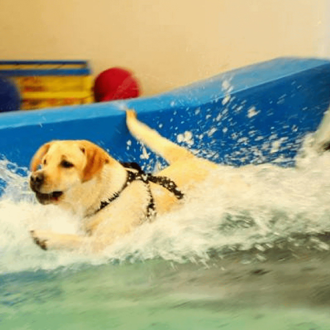 hydrotherapy centre